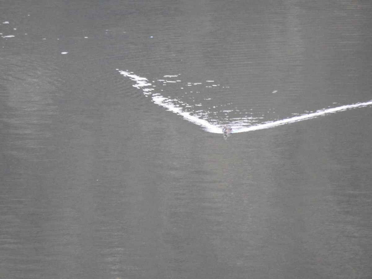 Andean Teal - ML647496789