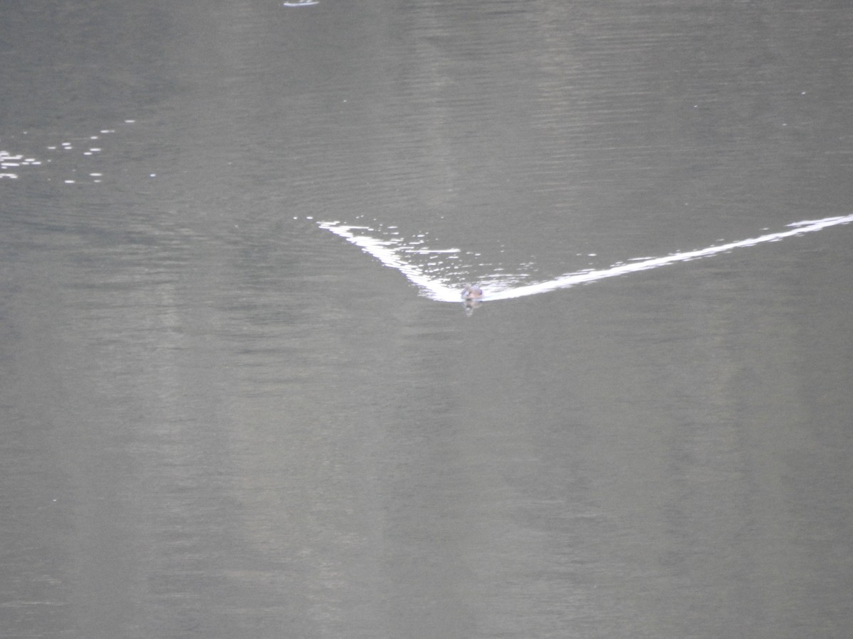 Andean Teal - ML647496790