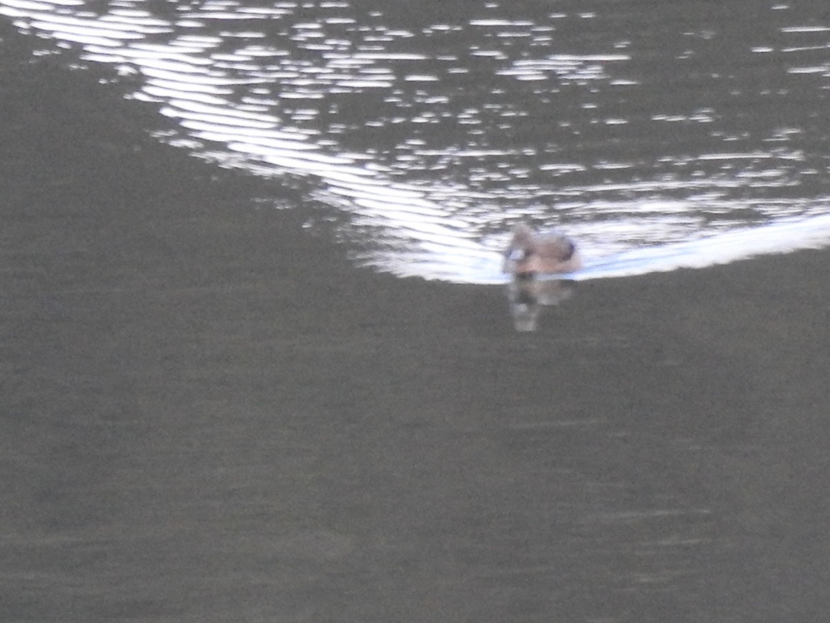 Andean Teal - ML647496791