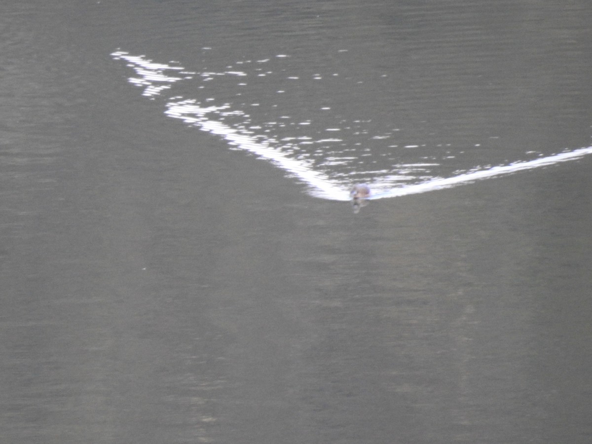 Andean Teal - ML647496792