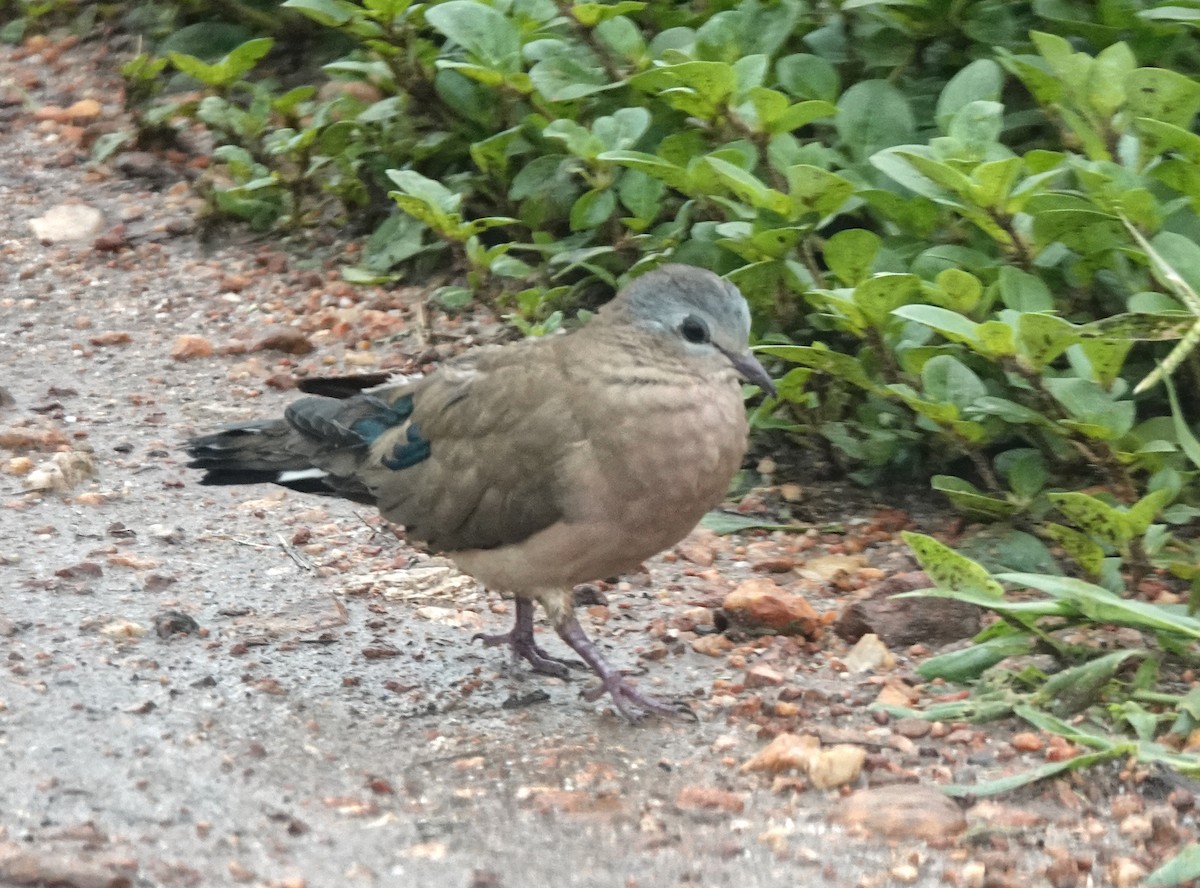 Горлиця сомалійська - ML647496828