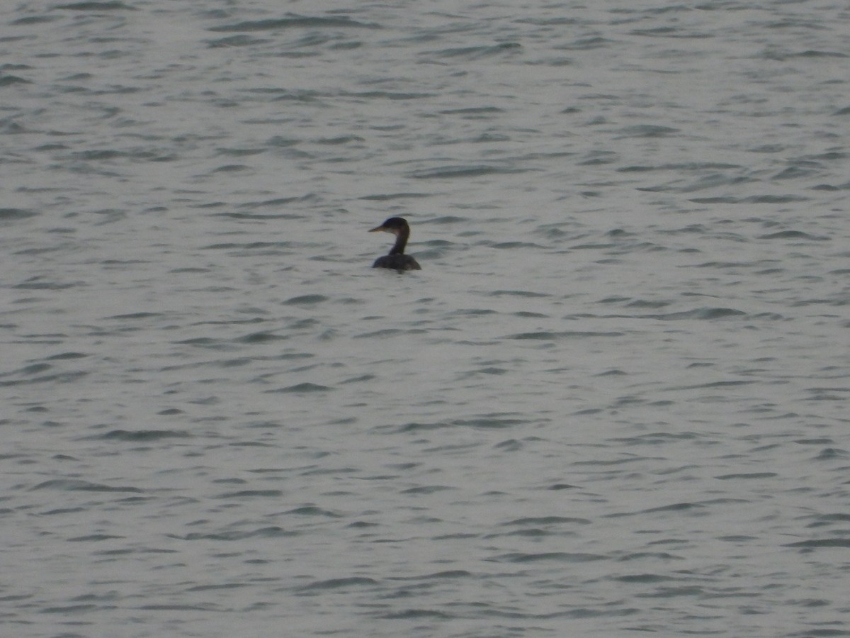 Somormujo Cuellirrojo - ML647496835