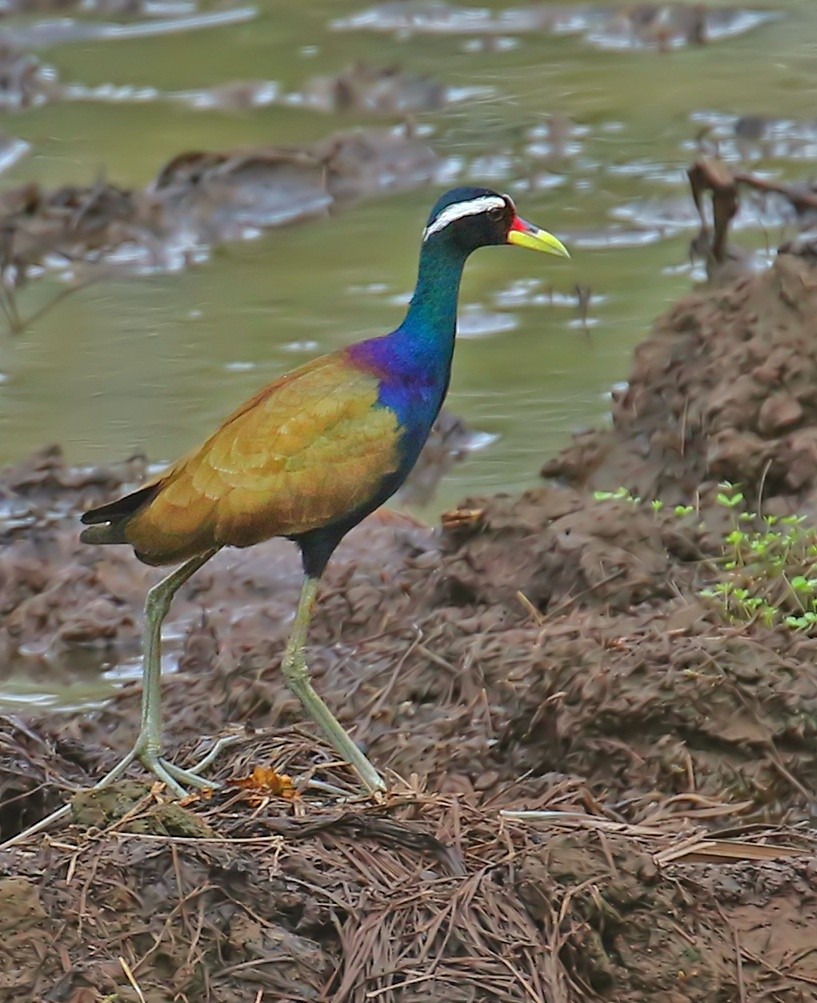 Бронзовокрылая якана - ML647496845