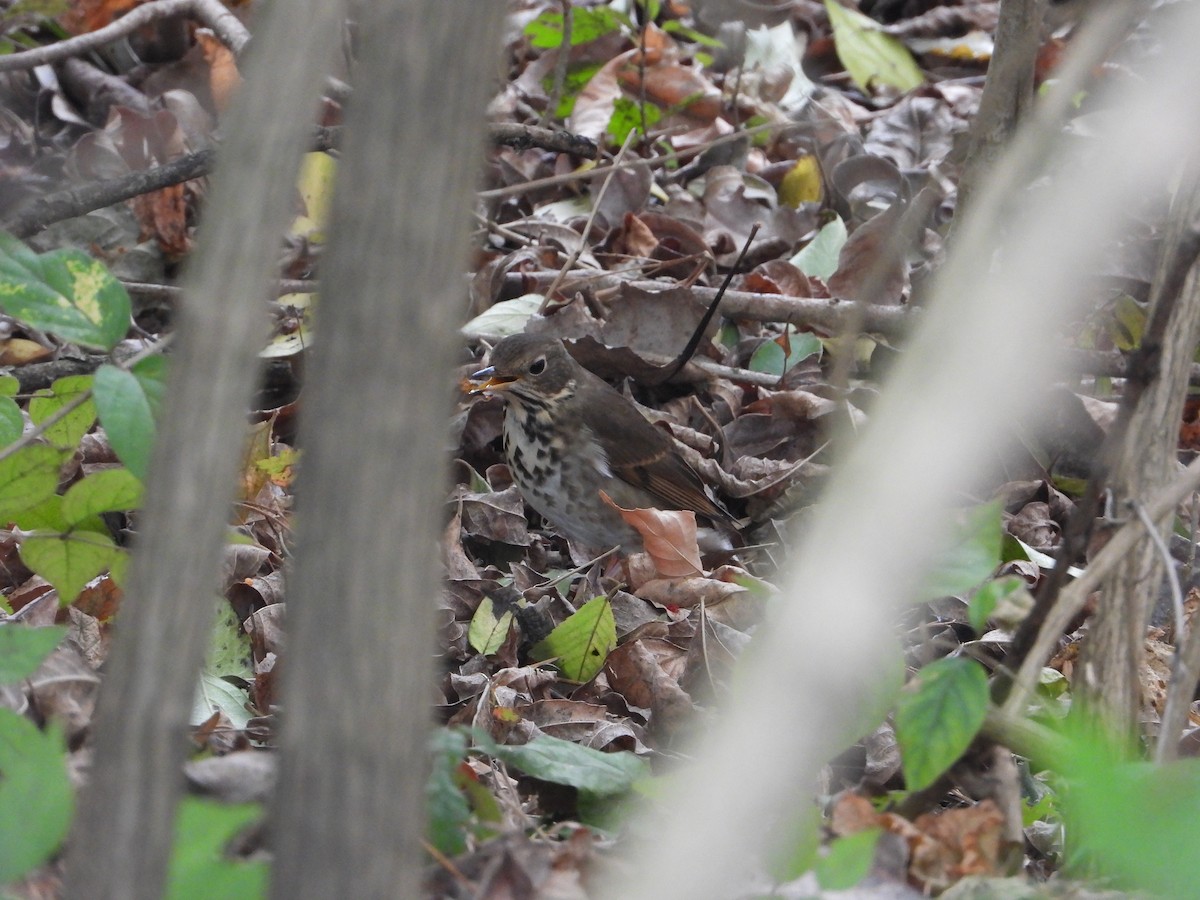 קיכלי חלוד-זנב - ML647496850