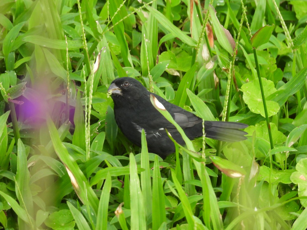 Variable Seedeater - ML647496851