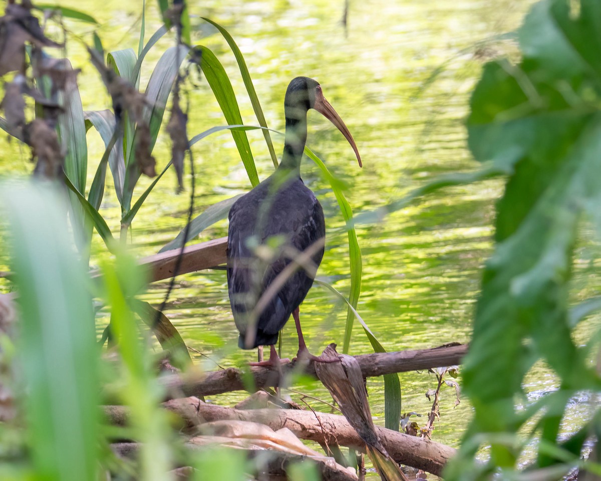 Ibis Afeitado - ML647496854