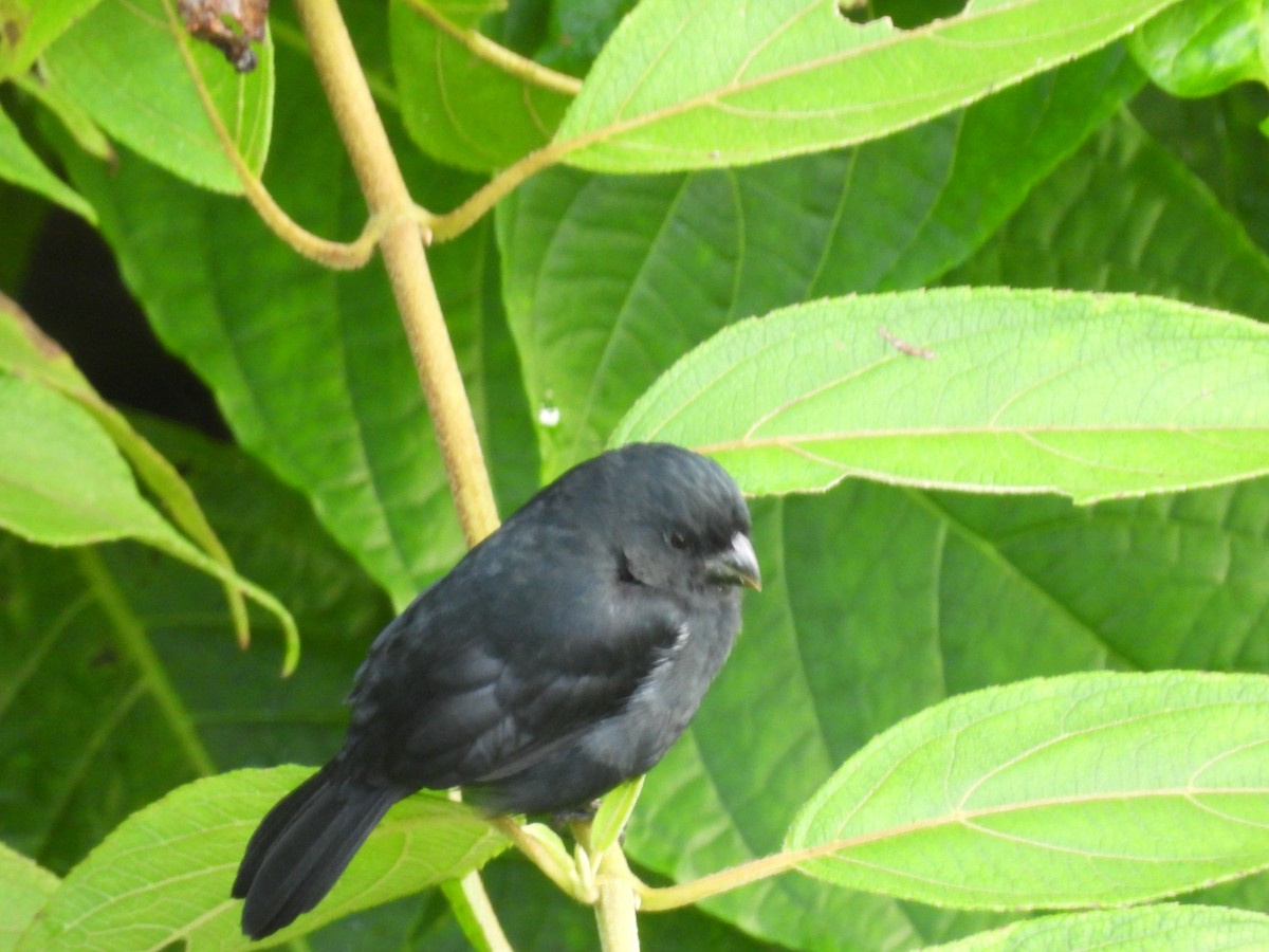 Variable Seedeater - ML647496856