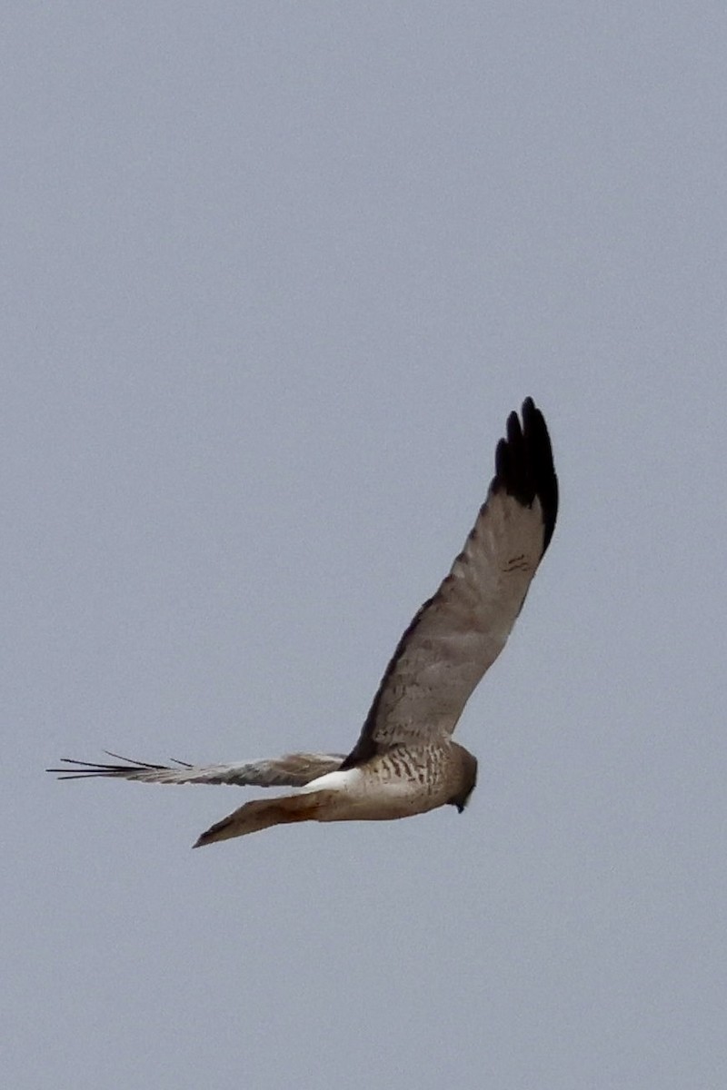 Northern Harrier - ML647496863
