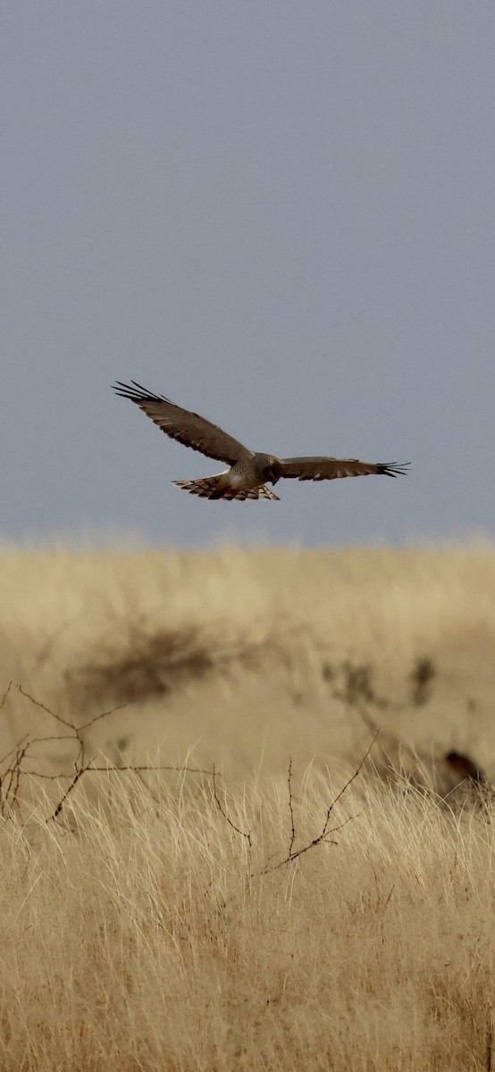 Northern Harrier - ML647496864