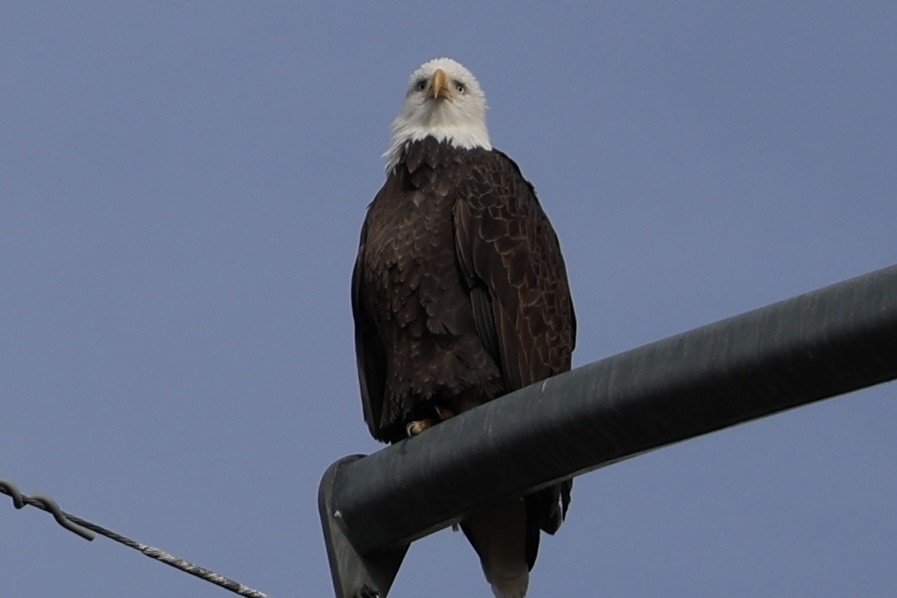 Bald Eagle - ML647496865