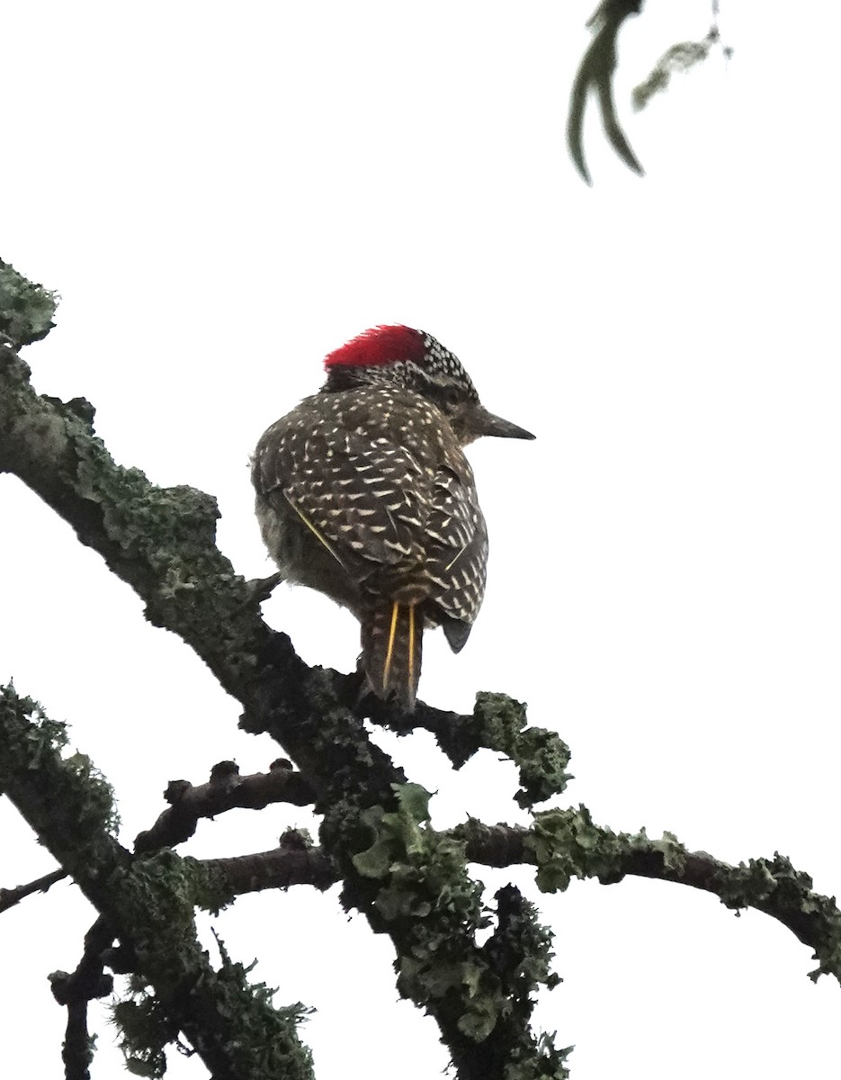 Nubian Woodpecker - ML647496867