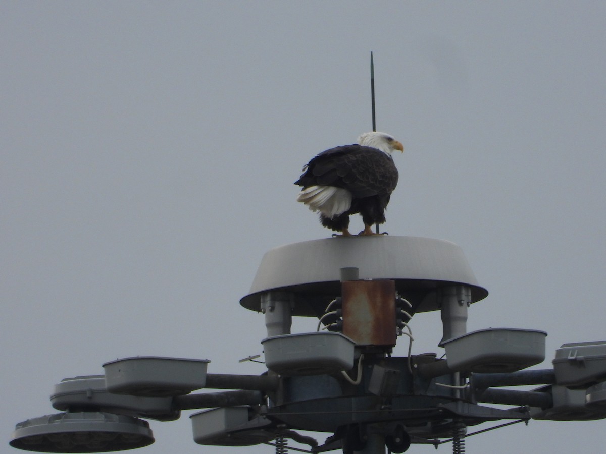 Bald Eagle - ML647496871