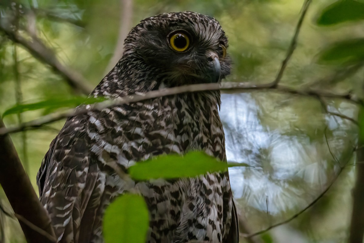 Powerful Owl - ML647496877