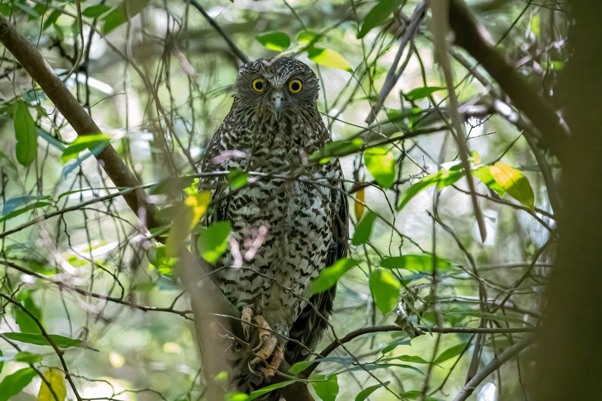 Powerful Owl - ML647496878