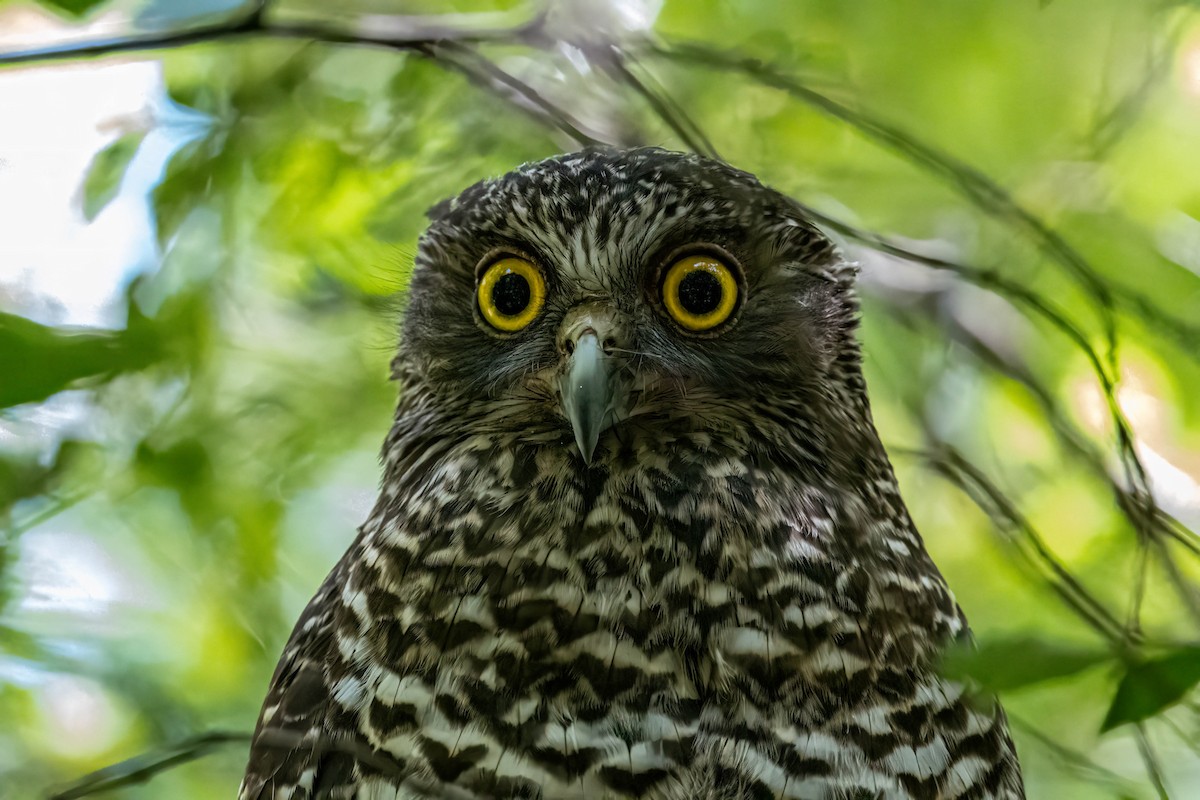 Powerful Owl - ML647496879