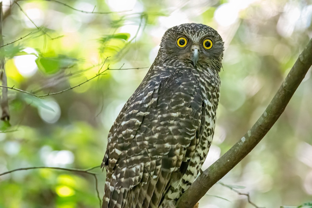 Powerful Owl - ML647496884