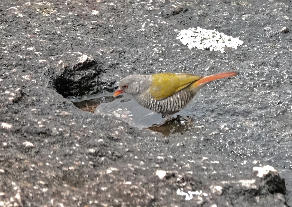 Green-winged Pytilia - ML647496923