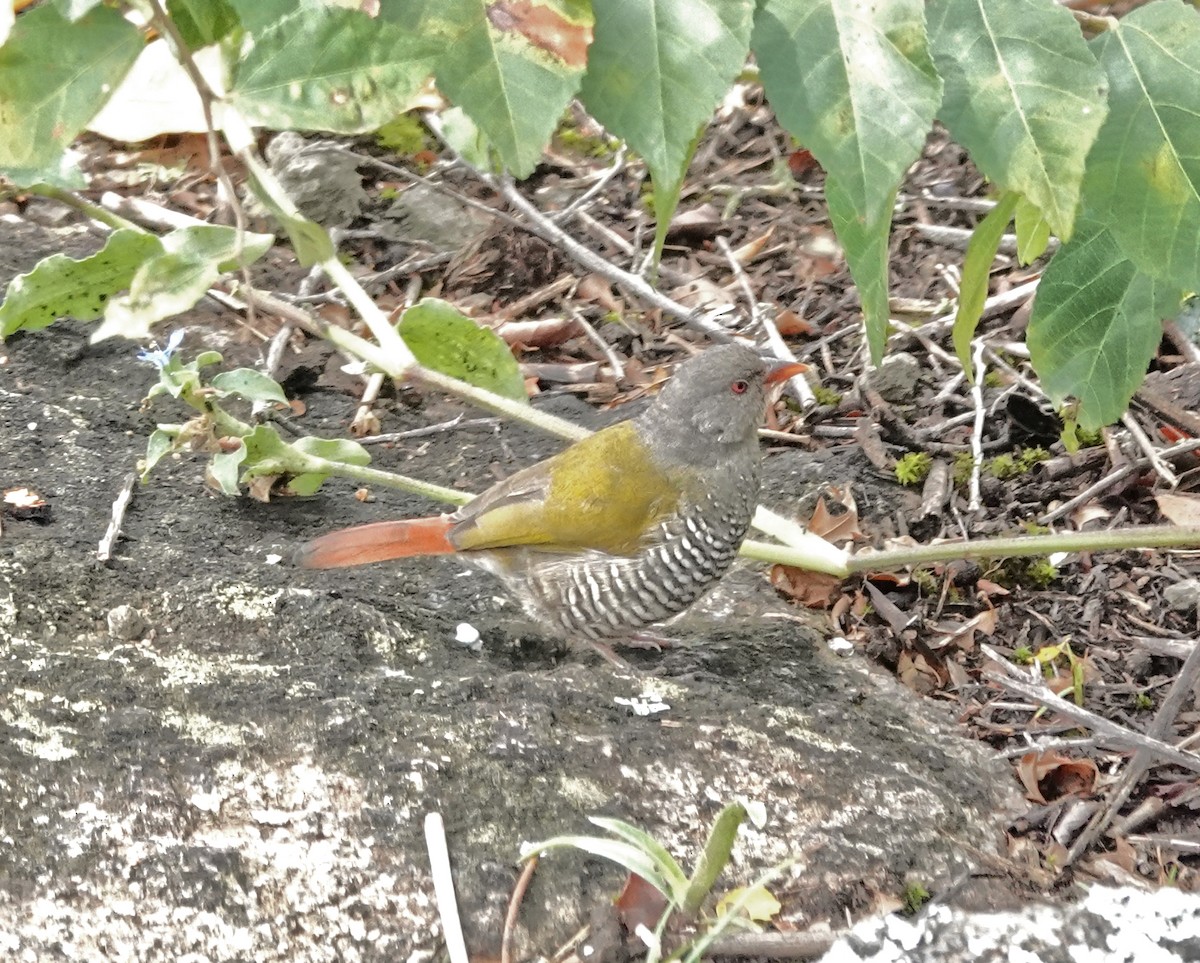 Green-winged Pytilia - ML647496924