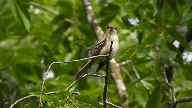 Піві-малюк оливковий - ML647496929
