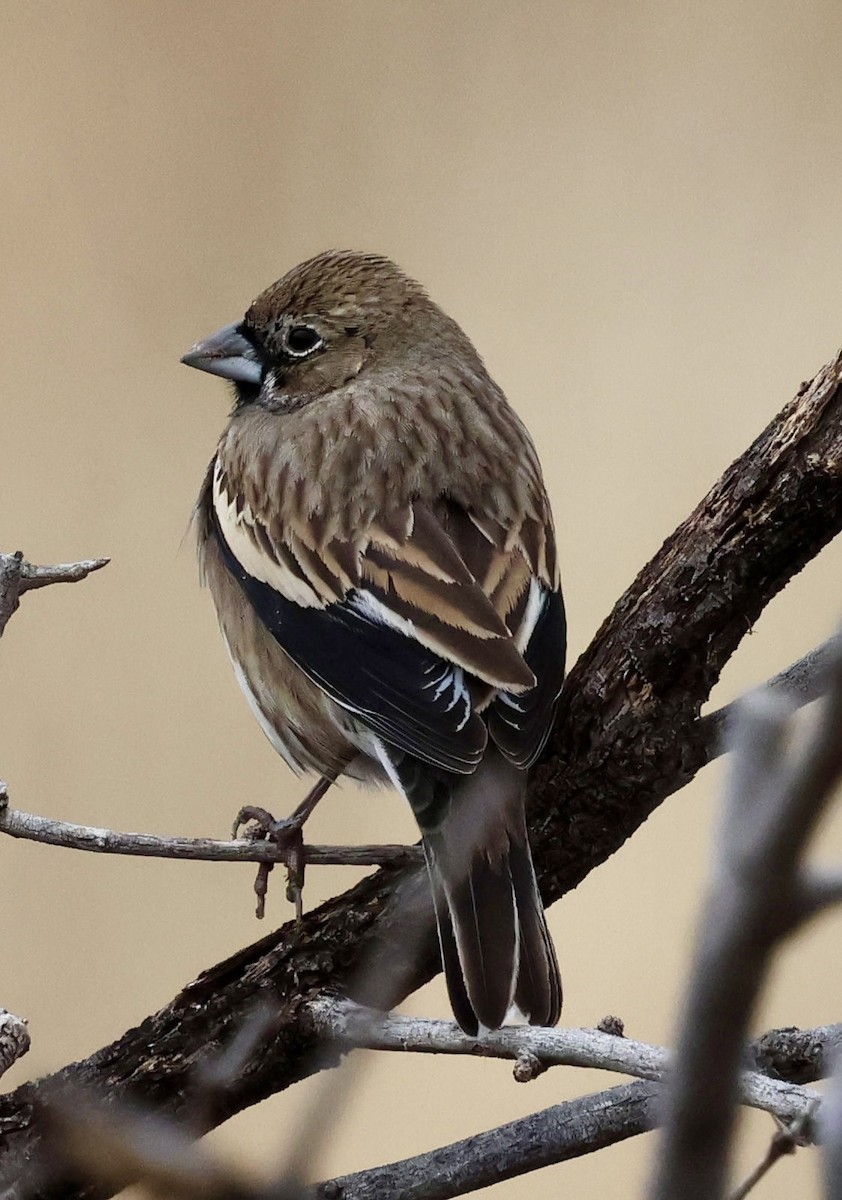 Lark Bunting - ML647496932