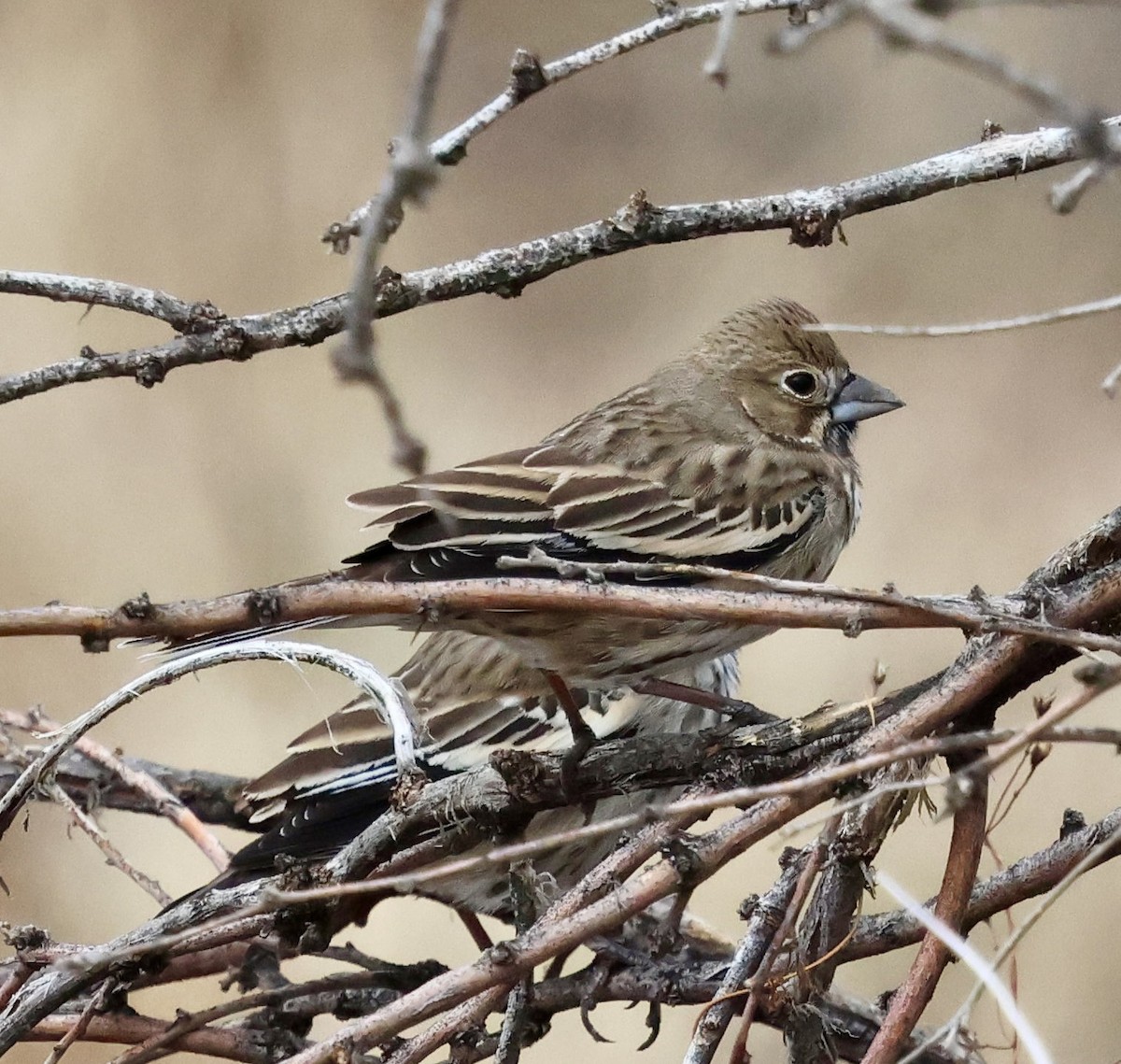 Lark Bunting - ML647496933