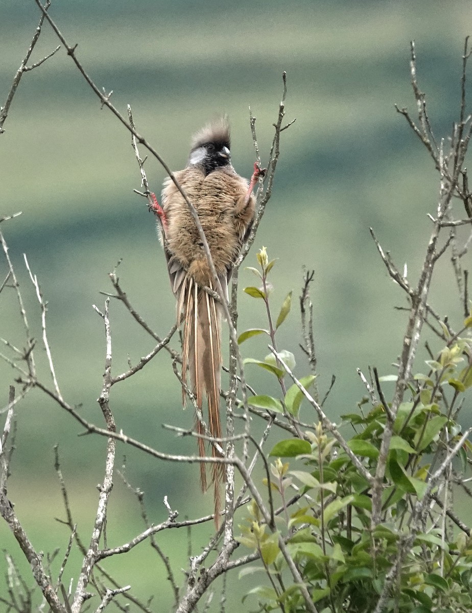 Speckled Mousebird - ML647496934