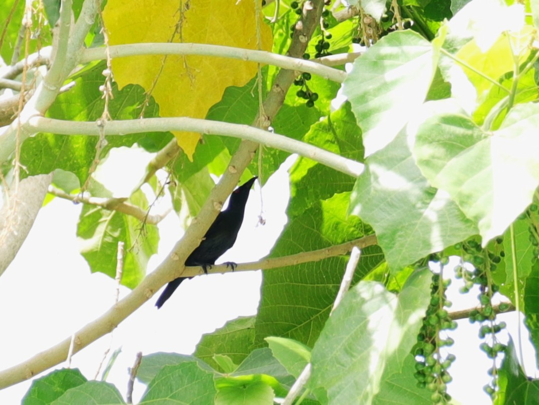 Asian Glossy Starling - ML647496977