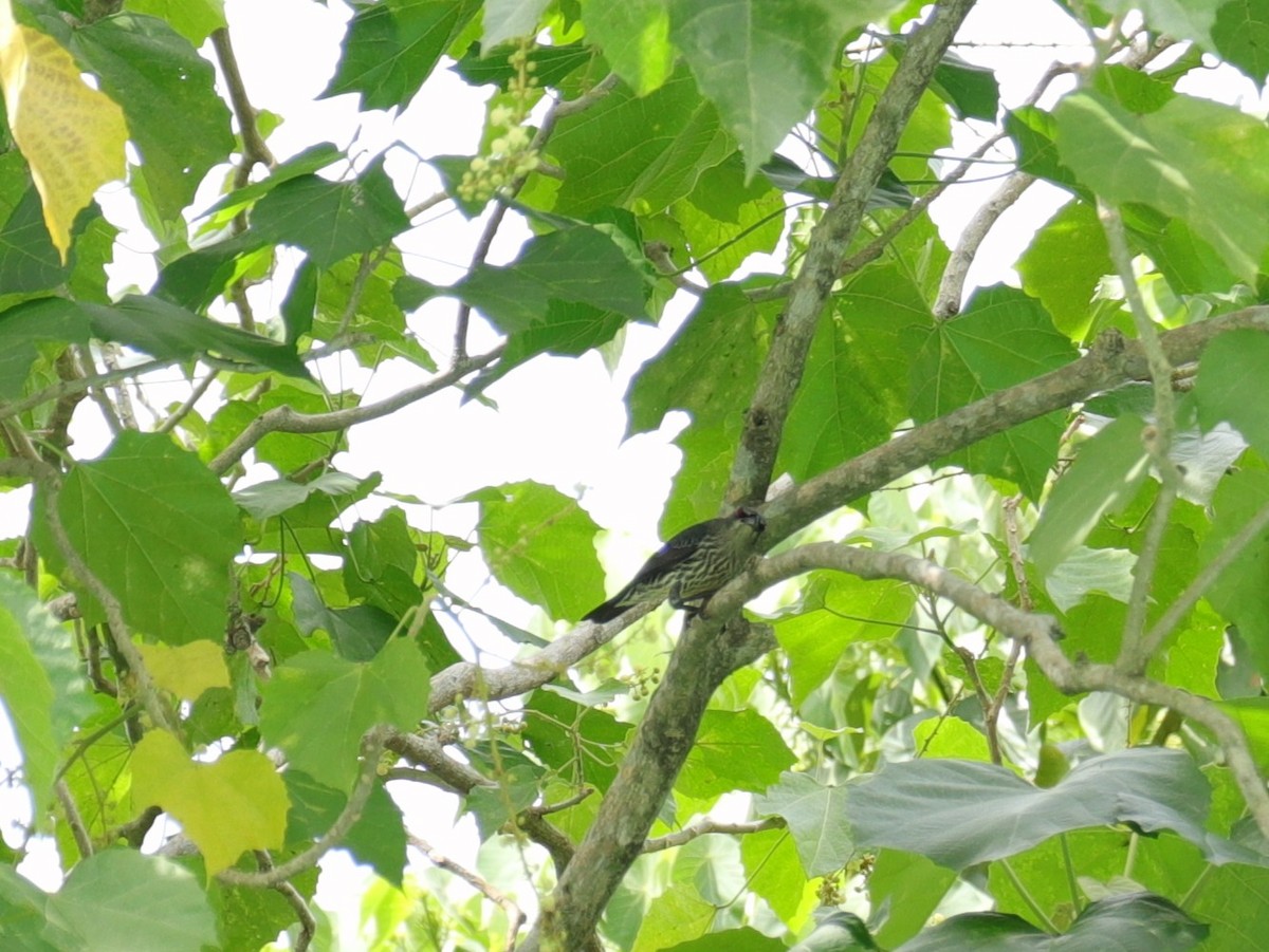 Asian Glossy Starling - ML647496978