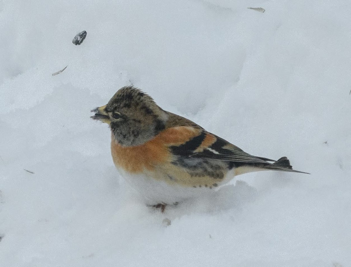 Brambling - ML647496991