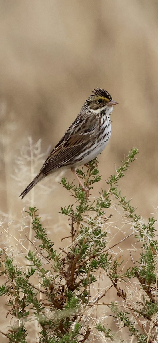 Пасовник савановий - ML647496997