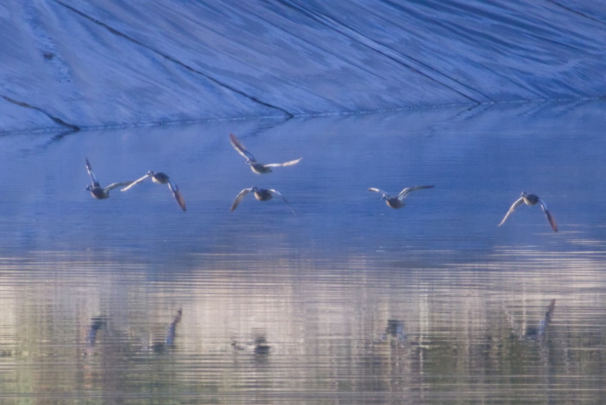 Zertzeta hegalurdina - ML647497003