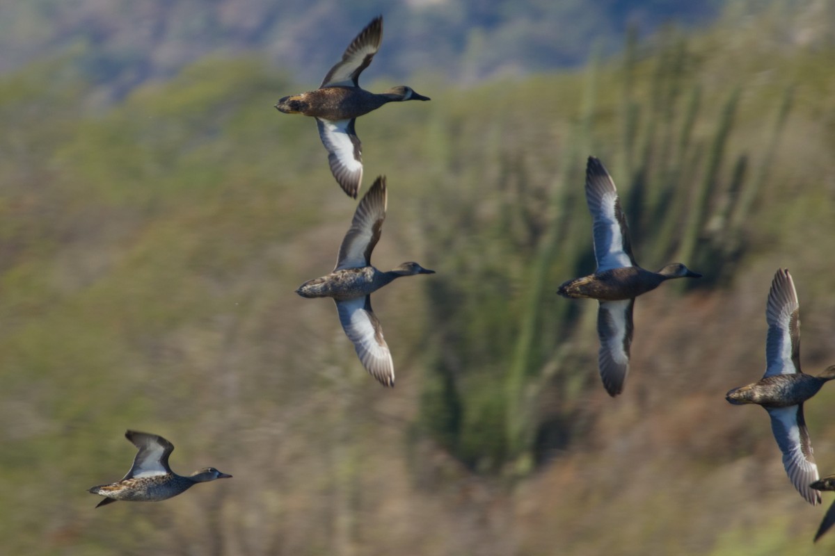 Zertzeta hegalurdina - ML647497004