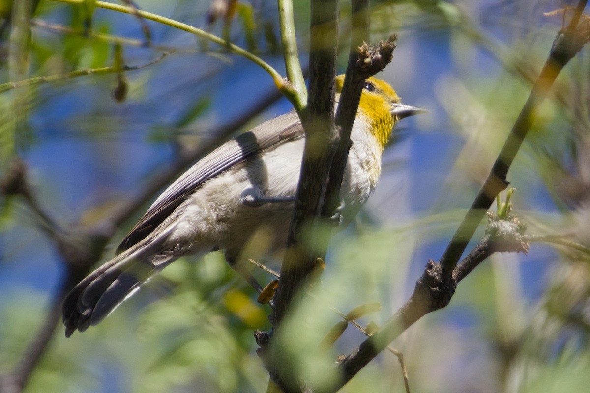 Verdin - ML647497032