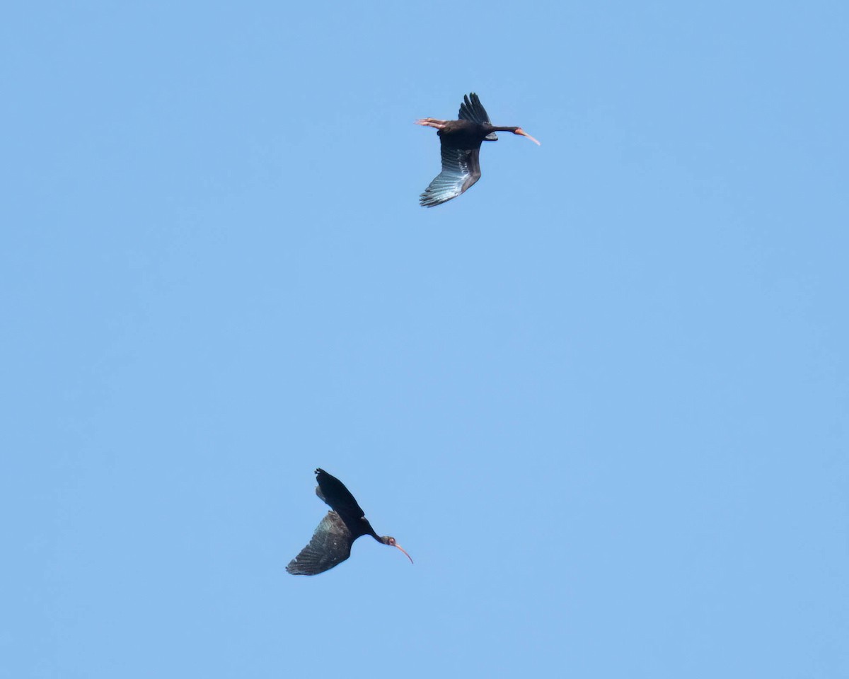 Ibis Afeitado - ML647497057