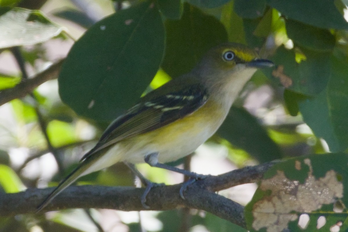 White-eyed Vireo - ML647497066