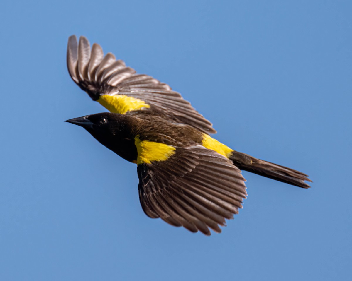 Yellow-rumped Marshbird - ML647497085