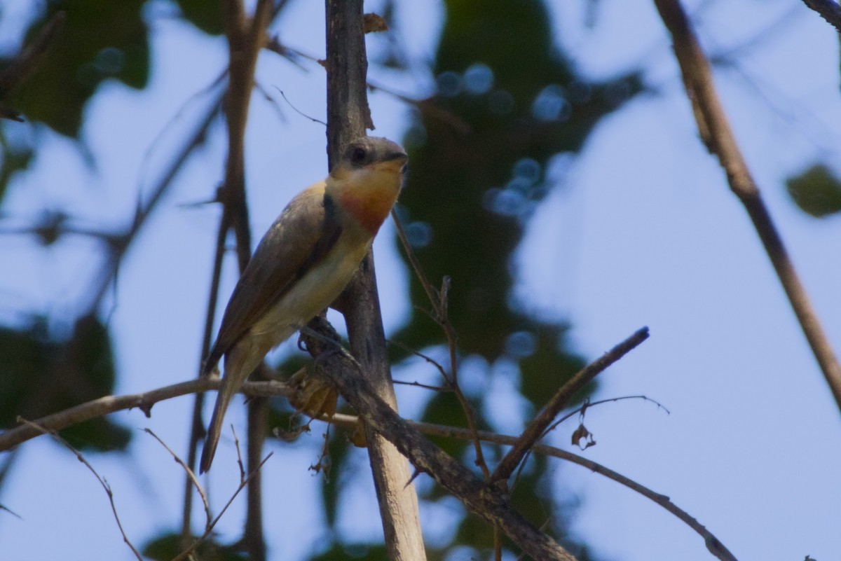 Розовогорлый бекард - ML647497089