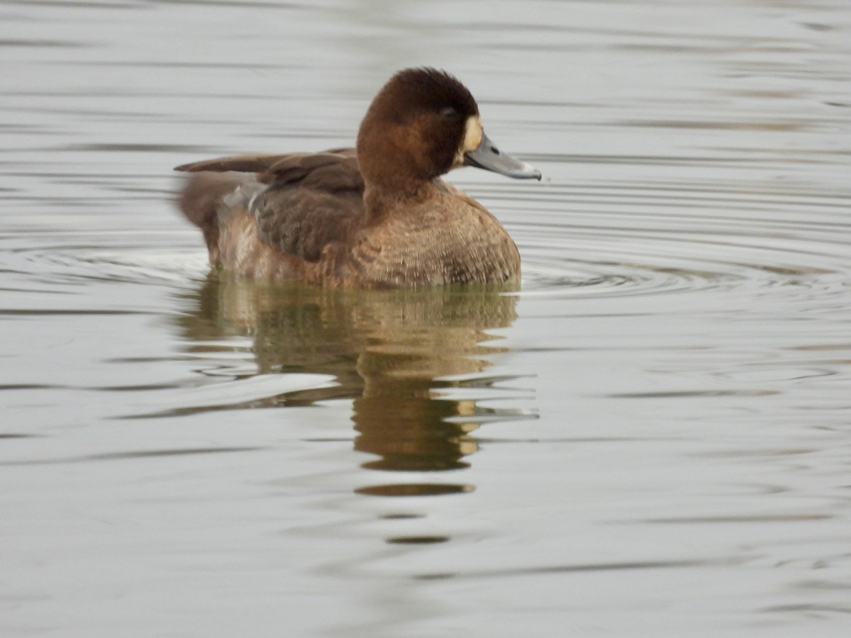 Малая морская чернеть - ML647497094