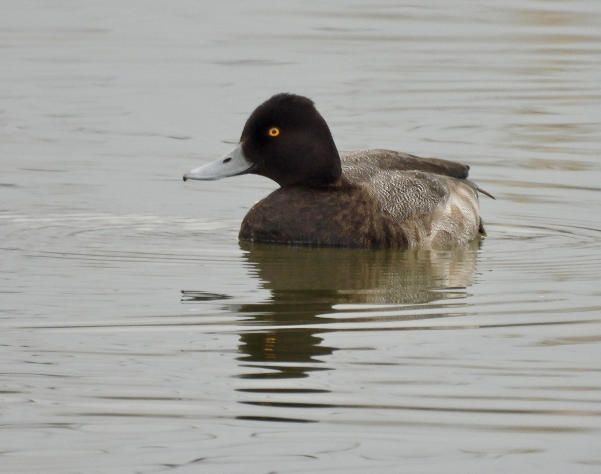 Малая морская чернеть - ML647497095