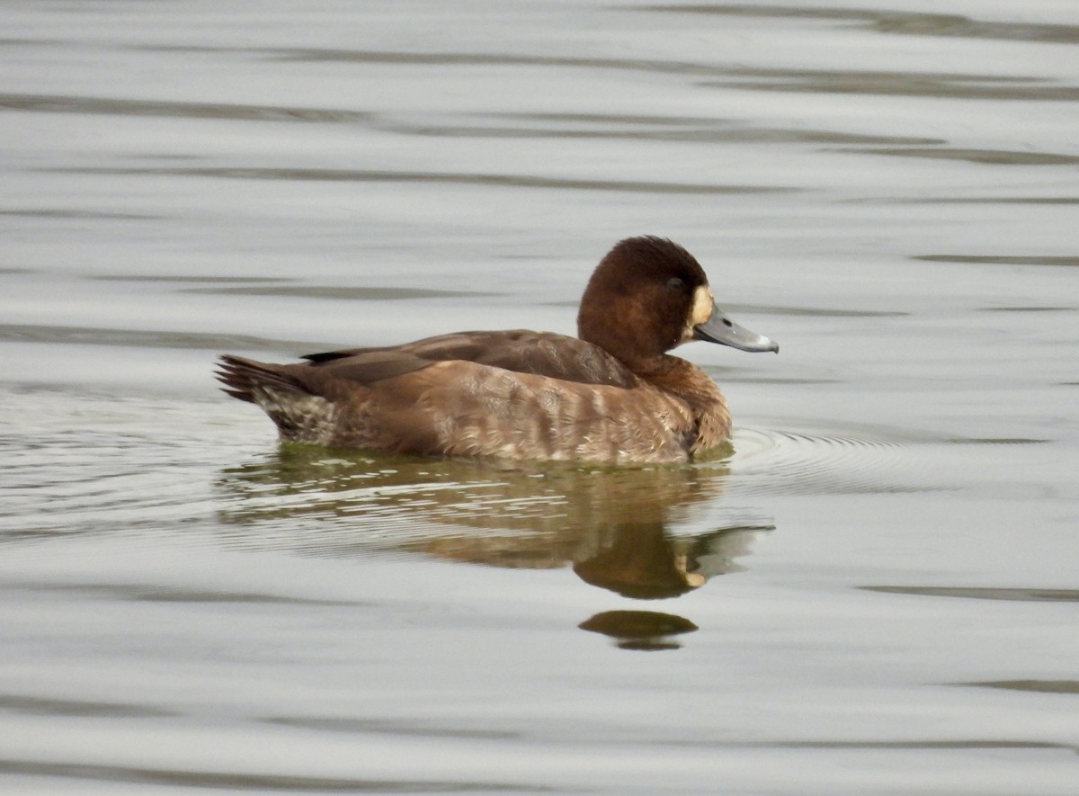 Малая морская чернеть - ML647497096