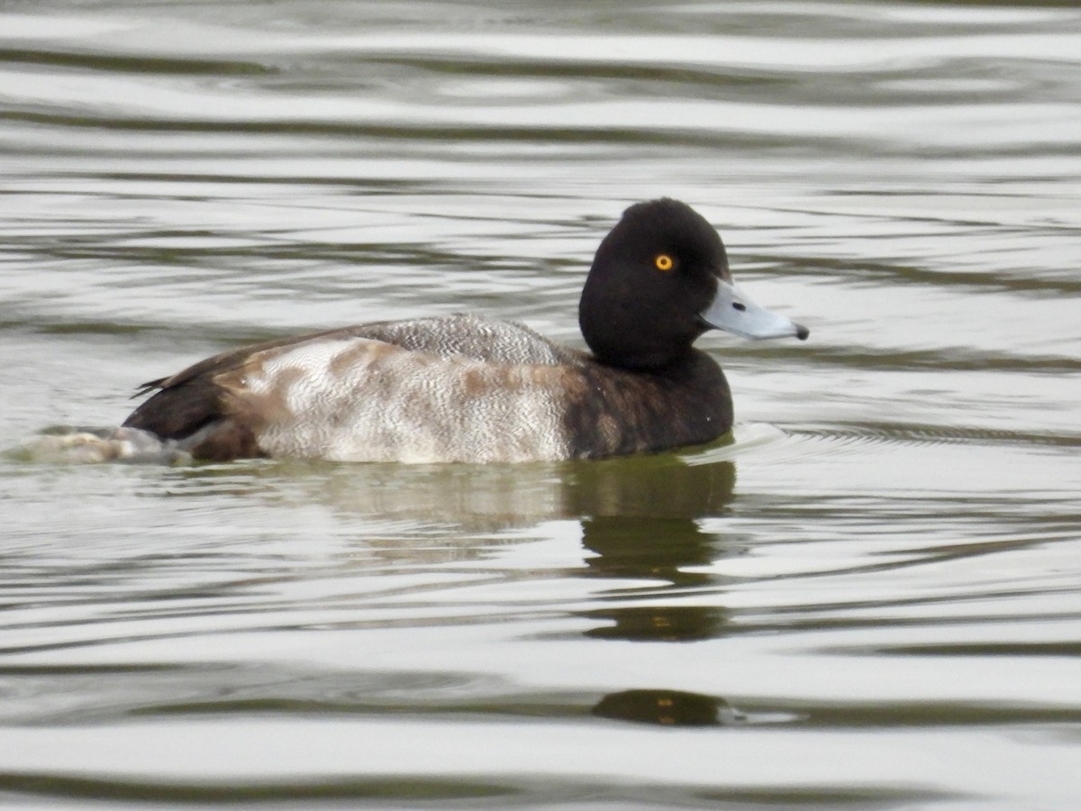 Малая морская чернеть - ML647497097