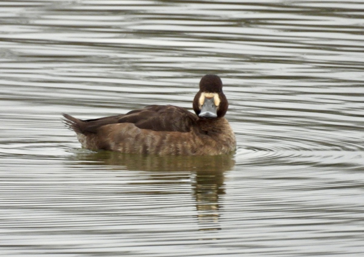 Малая морская чернеть - ML647497098