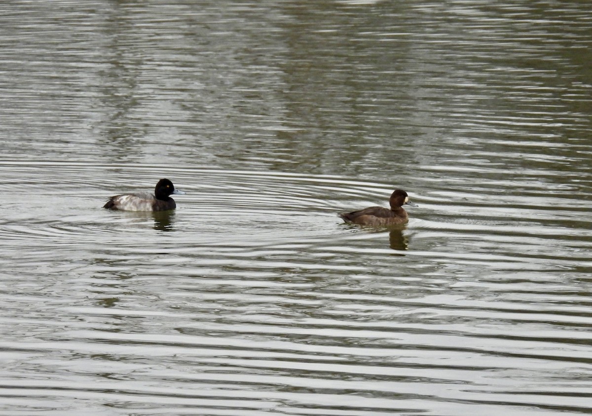 Малая морская чернеть - ML647497099