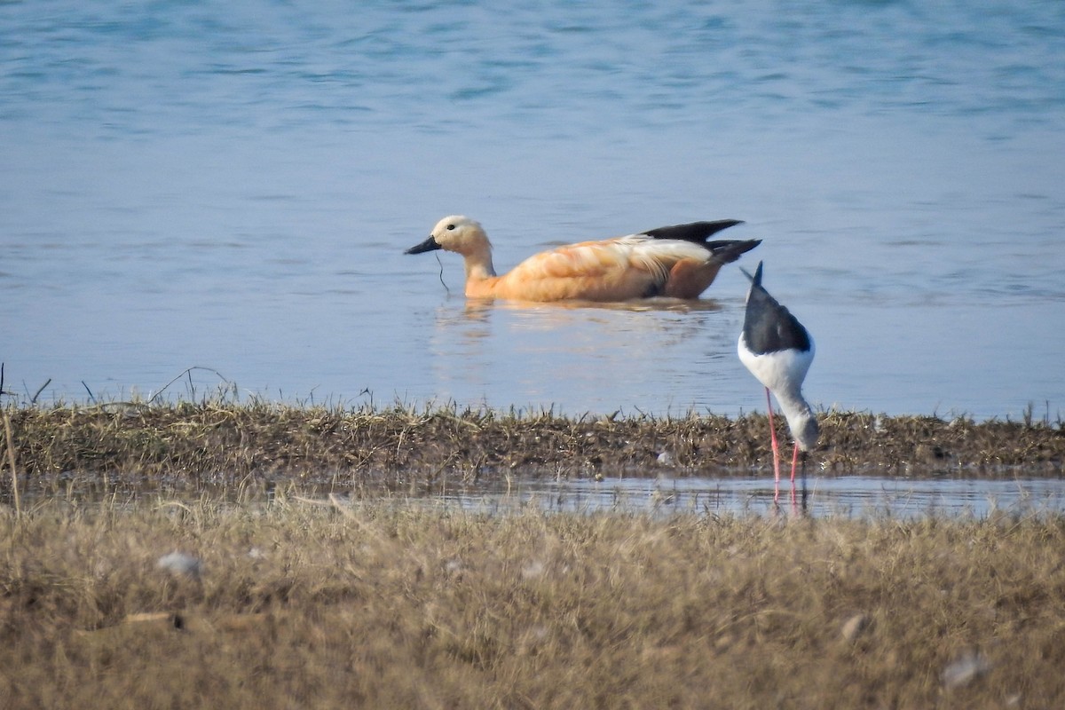 Огарь - ML647497101