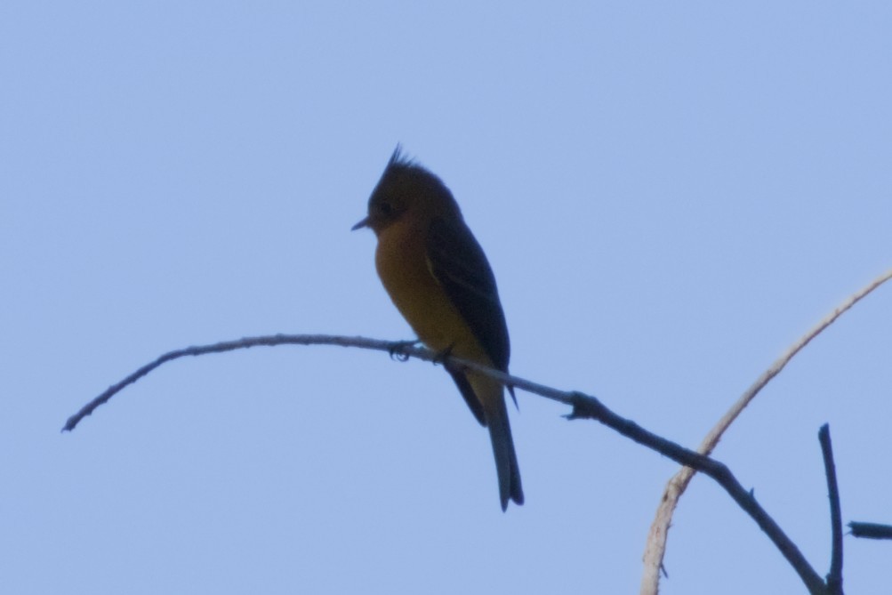 Хохлатый мухолов - ML647497102