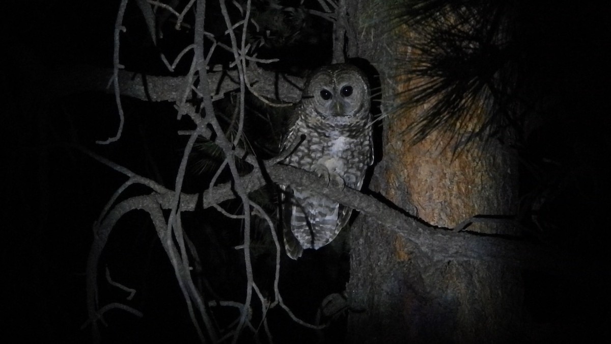 Пятнистая неясыть (lucida) - ML647497112