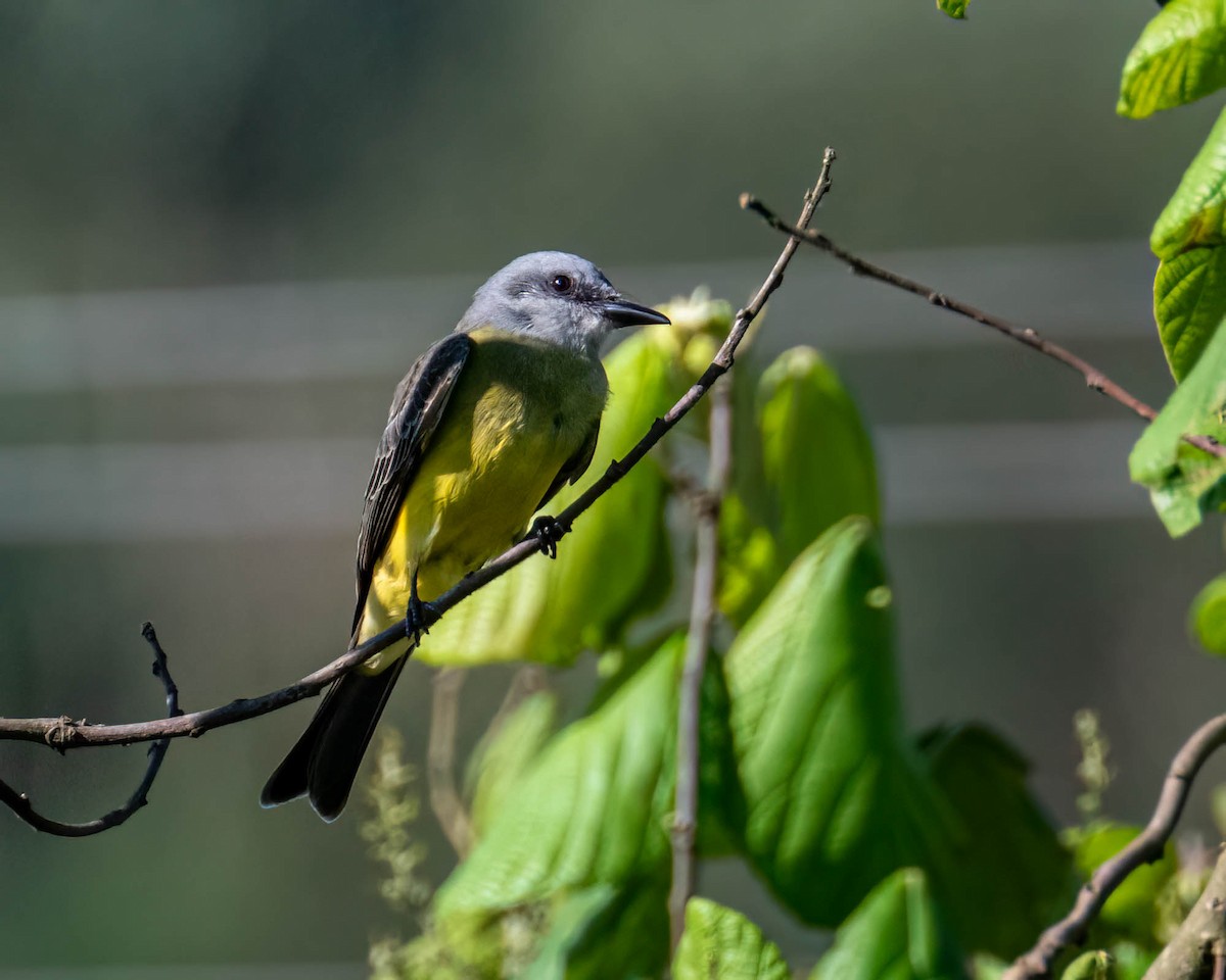 Королевский тиранн - ML647497113