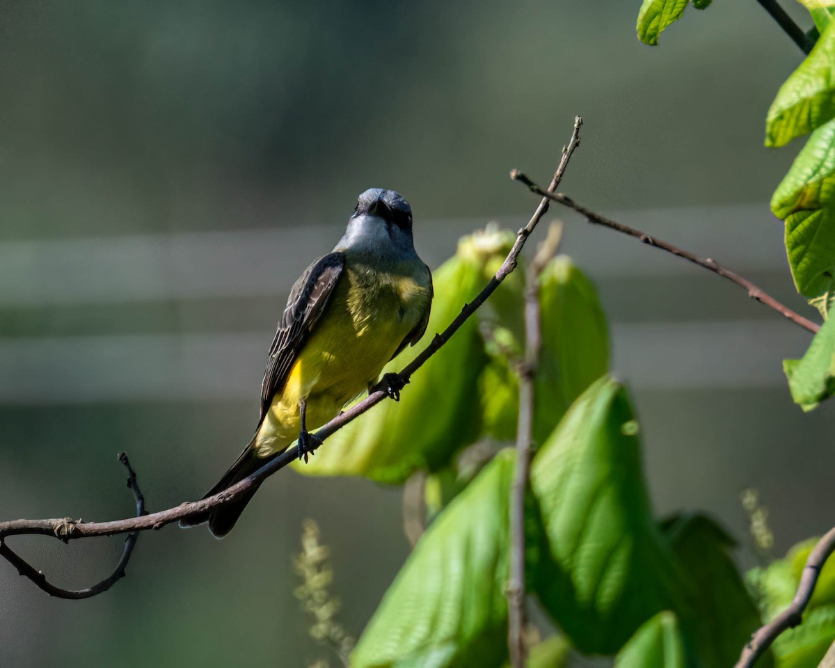 Королевский тиранн - ML647497114