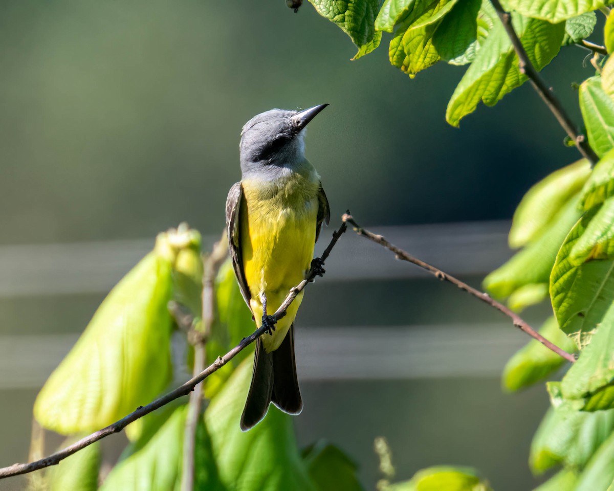 Королевский тиранн - ML647497115