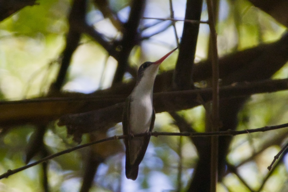 Фиолетовоголовая амазилия - ML647497119